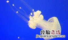 水族馆买的小水母吃什么食物 观赏小水母吃什么