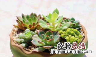 家里养什么植物 家里养什么植物旺财又旺人呢