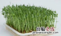 芽苗菜家庭种植方法 芽苗菜家庭种植方法视频