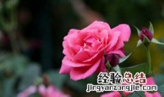 月季花的养殖方法及繁殖 月季花的养殖方法及繁殖方法