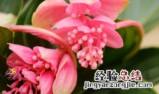 宝莲灯花的养殖方法浇什么水 宝莲灯花的养殖方法