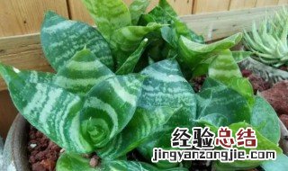 短叶虎尾兰的养殖方法和注意事项 短叶虎尾兰的养殖方法和注意事项图片