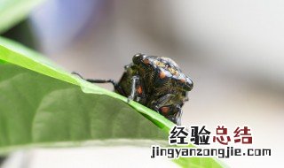 蝉叫的睡不着 蝉叫吵得人睡不着怎么办