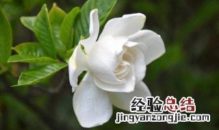 为什么送人不能送栀子花 不能送栀子花的原因