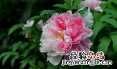 牡丹适合什么季节种植 牡丹适合什么季节种植呢