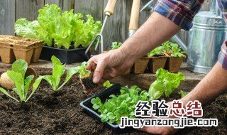 绿叶植物可以用啤酒喷叶么 绿叶植物可以喷啤酒吗