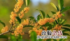 桂花适不适合在家养 在家养桂花有什么忌讳