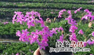 芝樱花能活几年 芝樱花的繁殖方法