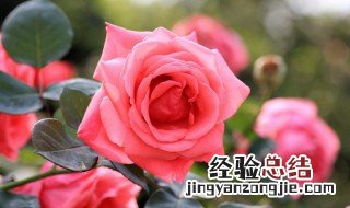 月季花苞没开就枯萎了是什么原因 月季花苞没开就枯萎的原因介绍