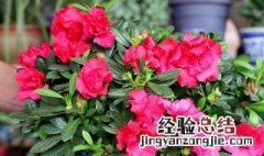 杜鹃花夏季的管理和养护 杜鹃花夏季的管理和养护方法分享