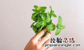 薄荷为什么会有清凉的感觉 薄荷为什么感觉凉快