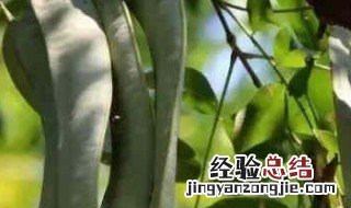 什么是皂角米功效与作用? 什么是皂角