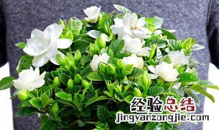 为什么你种的栀子花叶黄还不开花呢 为什么你种的栀子花叶黄还不开花