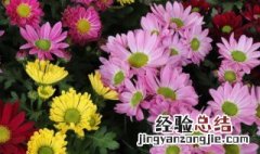 女王菊的养殖方法和技术 女王菊的养殖方法