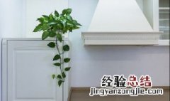 去甲醛摆放什么植物 去甲醛摆放的植物