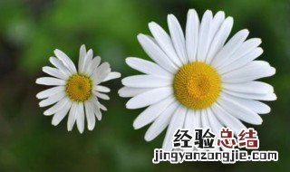 小雏菊的花语是什么 小雏菊代表什么