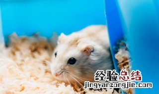 龙猫夏天降温方法及注意事项图片 龙猫夏天降温方法及注意事项