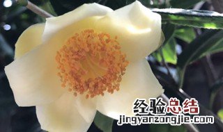 金茶花树养殖方法 金茶花的养殖方法