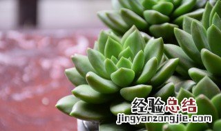 植物多肉怎么养殖方法图解 植物多肉怎么养殖方法