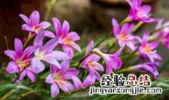 风雨兰适合什么季节种植 风雨兰适合什么季节种