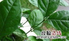 茉莉花叶子发黑怎么办 茉莉花叶子变黑咋回事改咋办