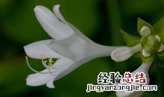 白玉簪花的养殖方法和注意事项 白玉簪花的养殖方法