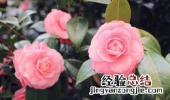 耐冬花的养殖方法与花期施肥 耐冬花的养殖方法和注意事项