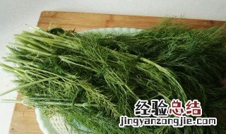 茴香苗发黄是什么原因 茴香苗发黄原因分享