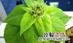 向日葵苗茎断了怎么处理 向日葵苗茎断了处理方法