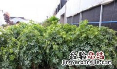 摇钱树土培方法 摇钱树的养殖方法