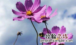 格桑花经典语录 格桑花唯美句子花语