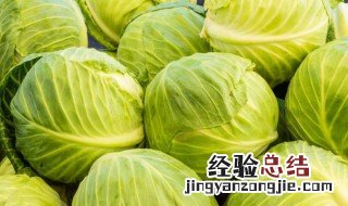 莲花白是什么菜图片 莲花白是什么菜