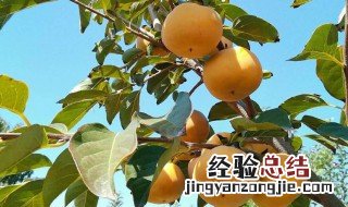 柿子移栽方法 柿子栽种方法