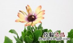 蓝目菊的盆栽养殖方法视频 蓝目菊的盆栽养殖方法