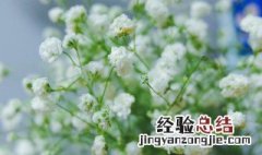 满天星怎么醒花 满天星醒花方法