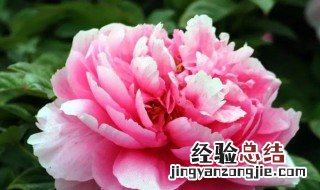 牡丹花种子怎么育苗 牡丹花种子育苗方法