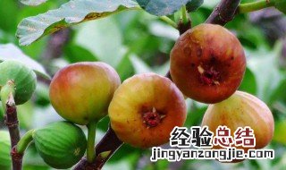 无花果黄叶是怎么回事 无花果黄叶的原因和处理办法