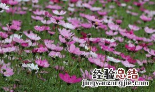 观看格桑花朋友圈怎么发 看格桑花怎么发朋友圈