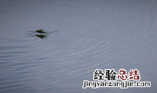 水黾是什么动物 水黾是哪类的动物