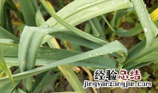 大蒜叶子发黄是怎么回事用什么药 大蒜叶子发黄的原因
