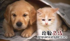 猫咪爱玩什么东西 猫咪喜欢玩什么东西