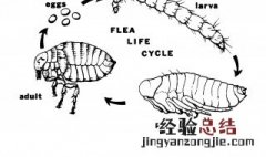 除跳蚤的方法介绍 除跳蚤的方法