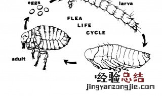 除跳蚤的方法介绍 除跳蚤的方法