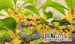 桂花保存方法 桂花保存方法推荐