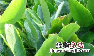 湖北粽叶是什么植物的叶子 湖北粽叶是什么植物的叶子?