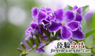 金露花的养殖方法 金露花的养殖方法和注意事项