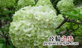 臭绣球花的养殖方法和注意事项 臭绣球花的养殖方法和注意事项视频