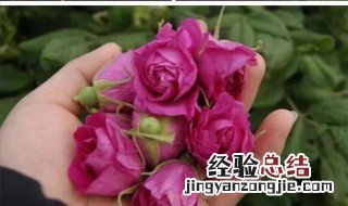 刺玫瑰花怎么养殖方法 刺玫瑰花怎么养殖方法