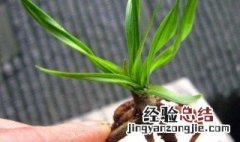 龙根草种植方法 龙根草如何种植