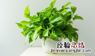 绿色叶子形状像桃心是什么植物 绿色叶子形状像桃心是什么植物图片